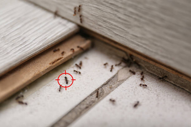 Best Cockroach Control Services  in Mammoth, AZ