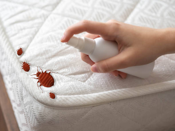 Best Commercial Pest Control Services  in Mammoth, AZ