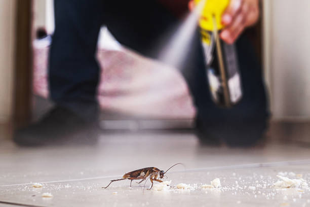 Best Mosquito Control Services  in Mammoth, AZ